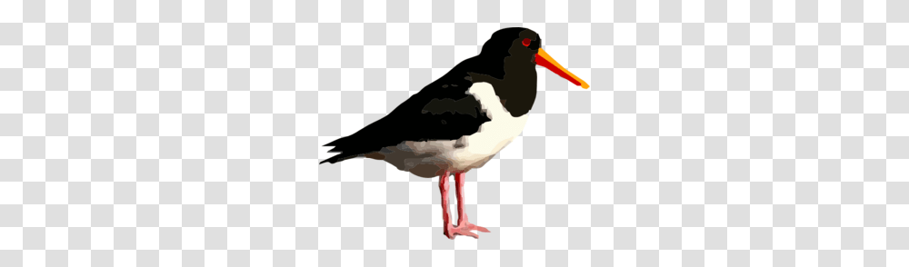 Black Bird Standing Clip Art, Beak, Animal, Stork, Waterfowl Transparent Png