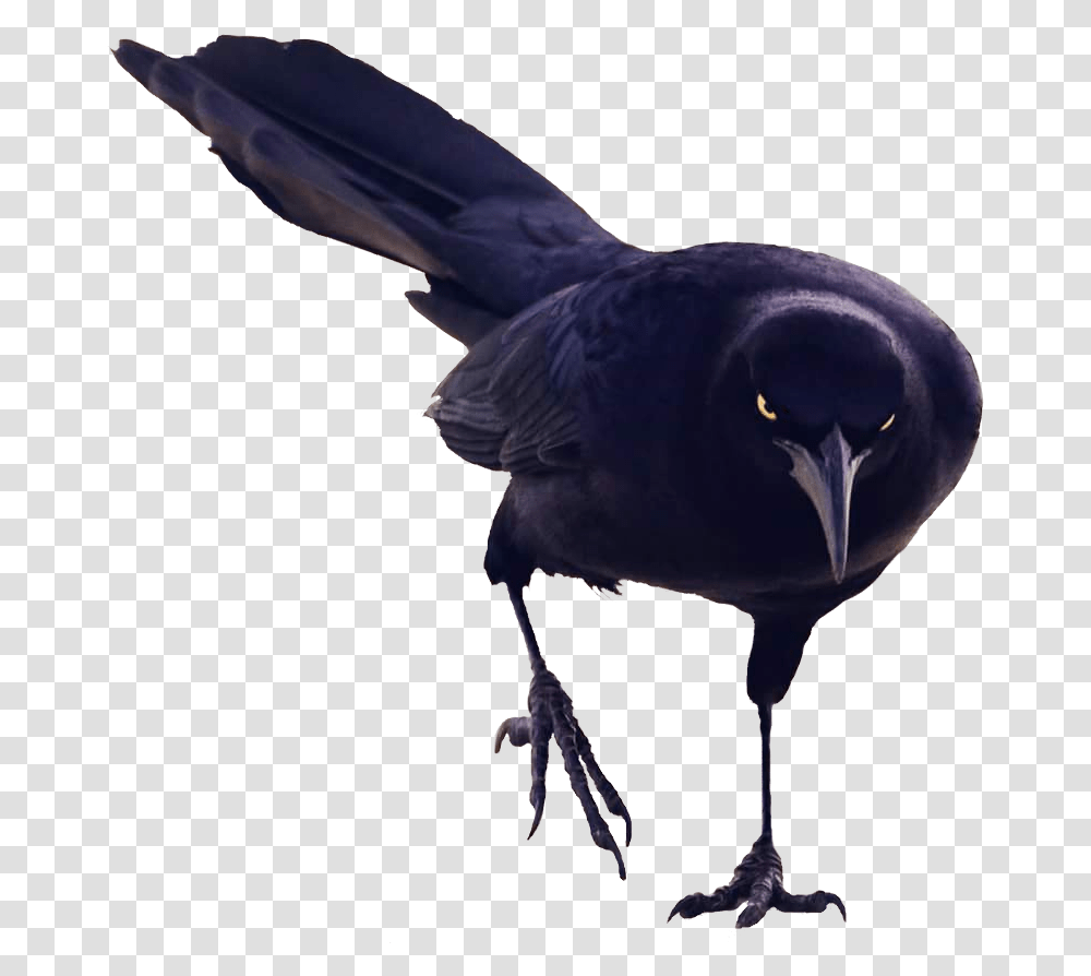Black Bird Walking, Animal, Crow, Beak, Blackbird Transparent Png