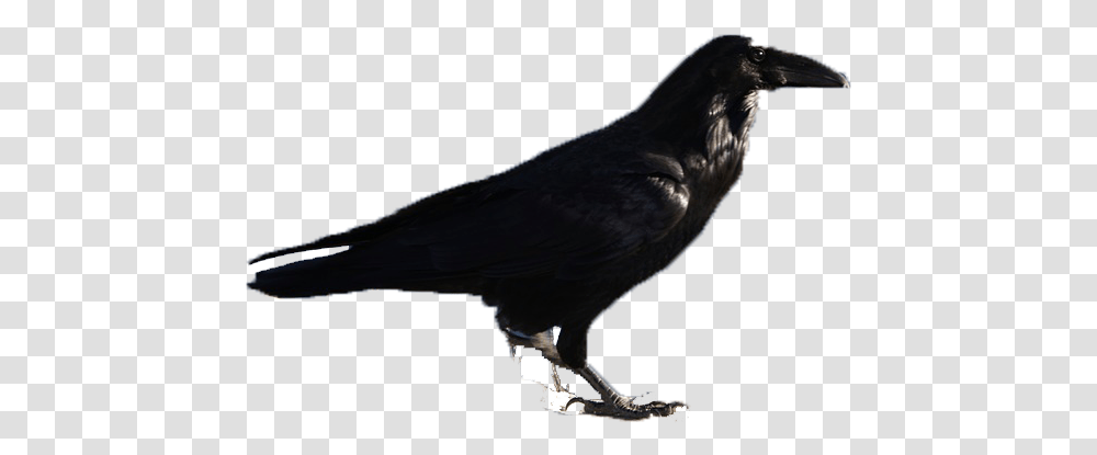 Black Birds Download Raven, Animal, Crow, Blackbird, Agelaius Transparent Png