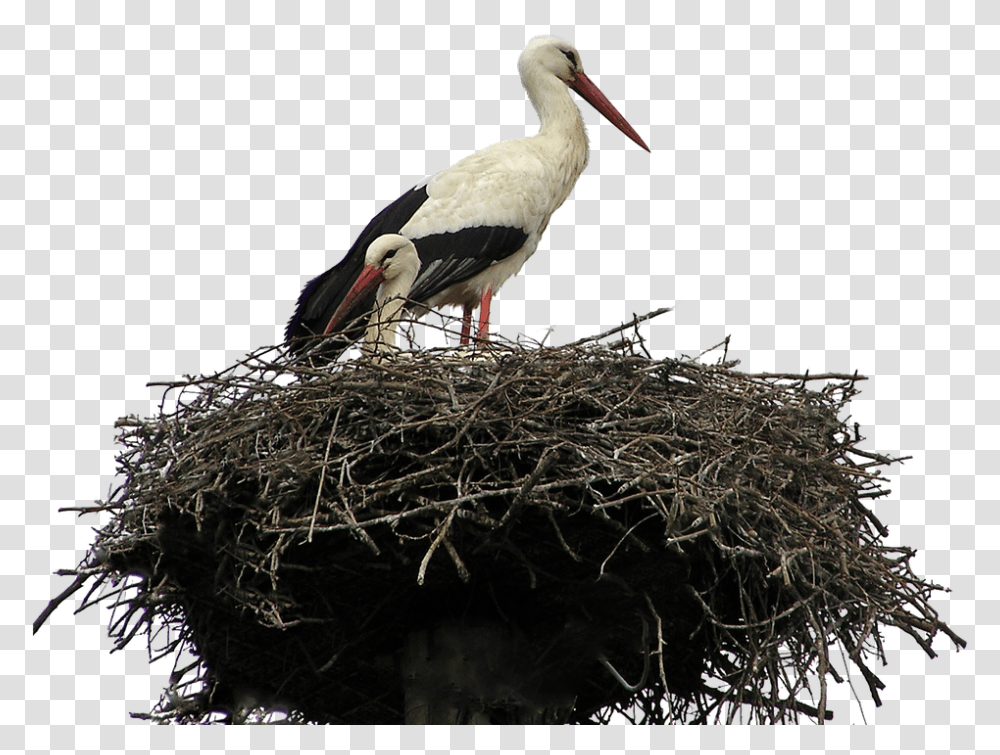 Black Birds Nest, Animal, Stork, Bird Nest, Beak Transparent Png