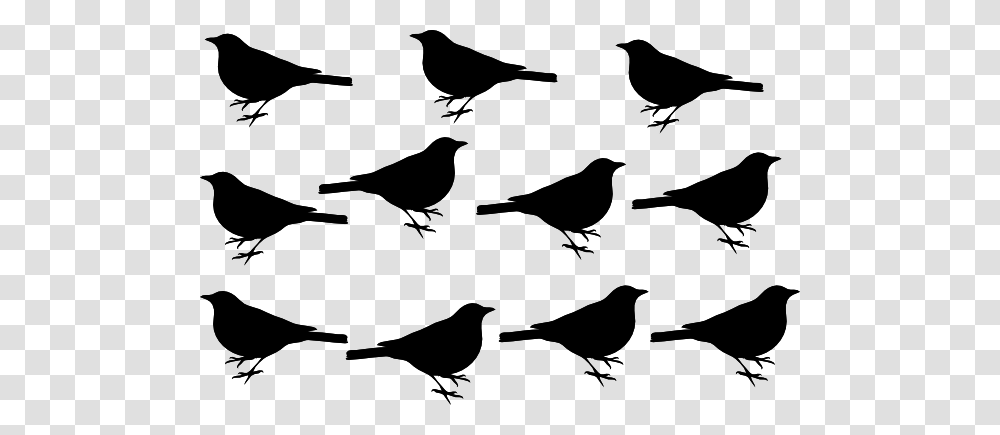 Black Blackbirds White Background Clip Art, Animal, Silhouette, Agelaius, Stencil Transparent Png