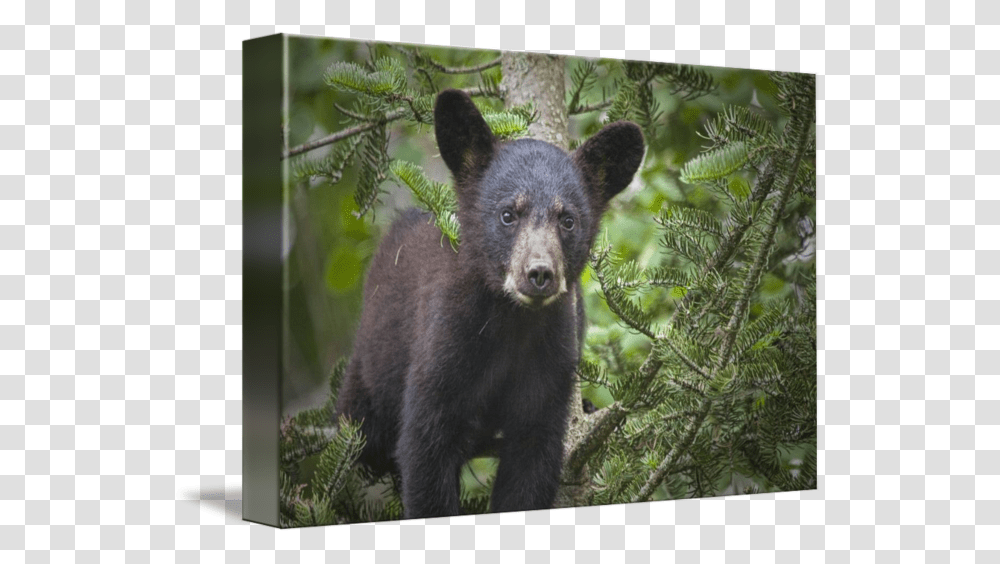 Black By Randall Nyhof American Black Bear, Wildlife, Mammal, Animal, Rainforest Transparent Png