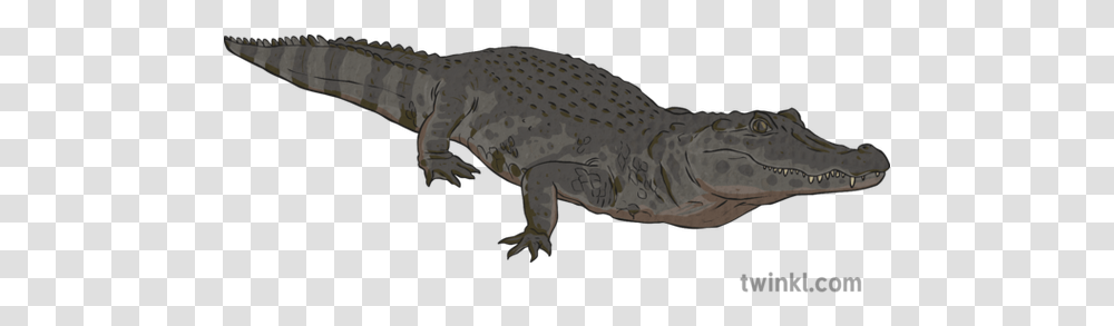 Black Caiman Reptile Aligator Crocodile River Amazon Water Nile Crocodile, Amphibian, Wildlife, Animal, Frog Transparent Png