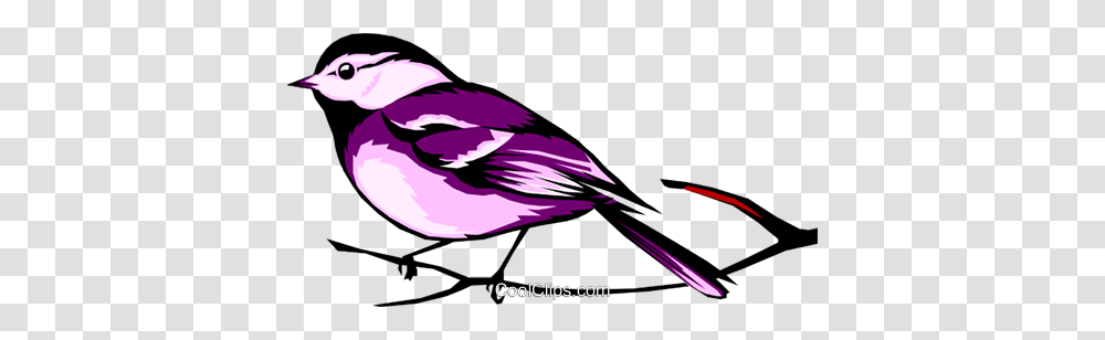 Black Capped Chickadee Royalty Free Vector Clip Art Illustration, Bird, Animal, Jay, Finch Transparent Png