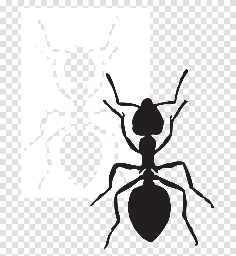 Black Carpenter Ant Insect Fire Ant Arthropod Ant Clip Art Black, Invertebrate, Animal Transparent Png