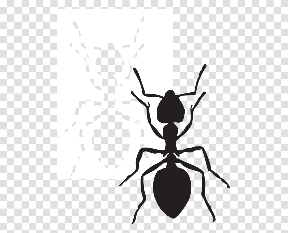 Black Carpenter Ant Insect Fire Ant Arthropod, Invertebrate, Animal, Bird Transparent Png