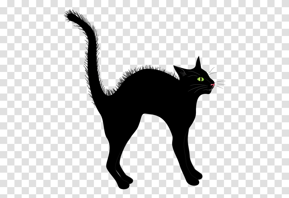 Black Cat, Animal, Pet, Mammal, Antelope Transparent Png