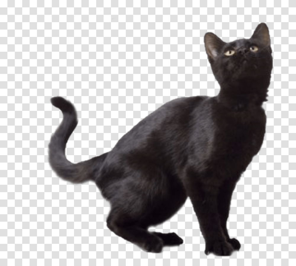 Black Cat Background Black Cat White Background, Pet, Mammal, Animal, Dog Transparent Png