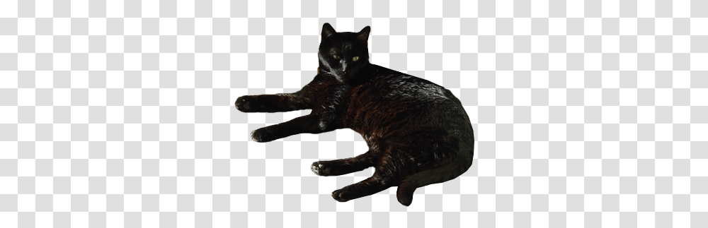 Black Cat Background By With, Pet, Mammal, Animal, Egyptian Cat Transparent Png