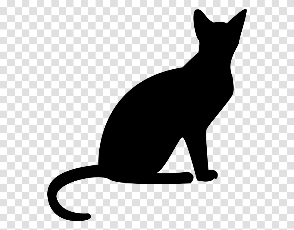 Black Cat Background, Gray, World Of Warcraft Transparent Png