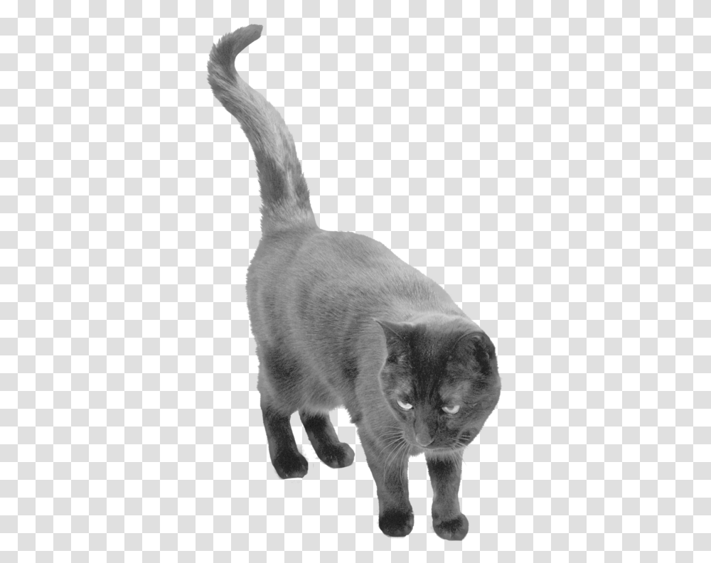 Black Cat Background, Pet, Mammal, Animal, Bird Transparent Png