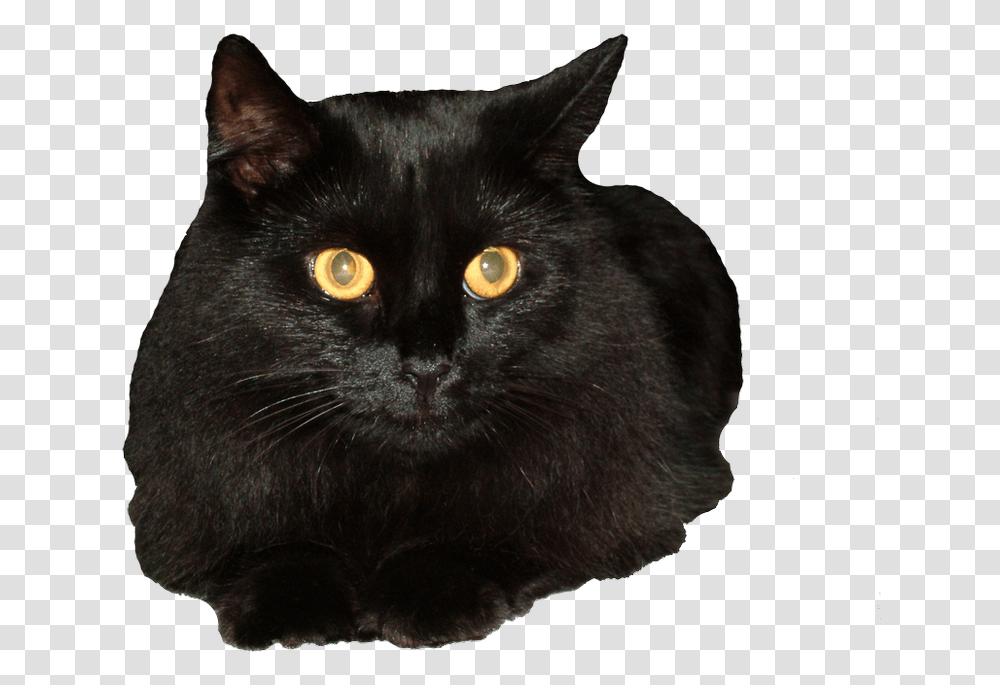 Black Cat Clear Background, Pet, Mammal, Animal Transparent Png