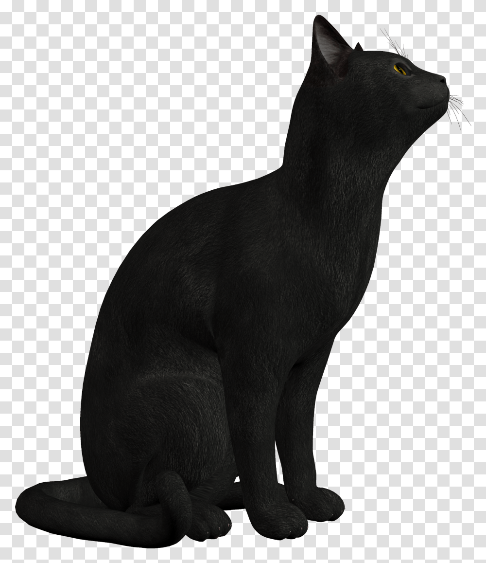 Black Cat Clipart, Pet, Mammal, Animal, Abyssinian Transparent Png