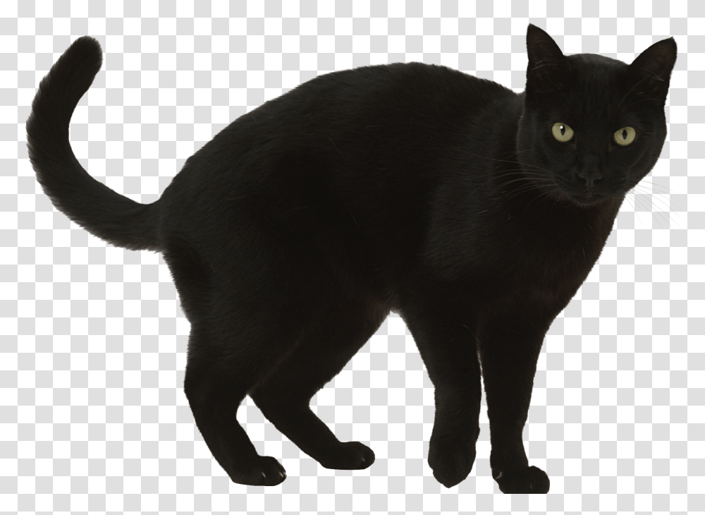 Black Cat Clipart, Pet, Mammal, Animal, Manx Transparent Png