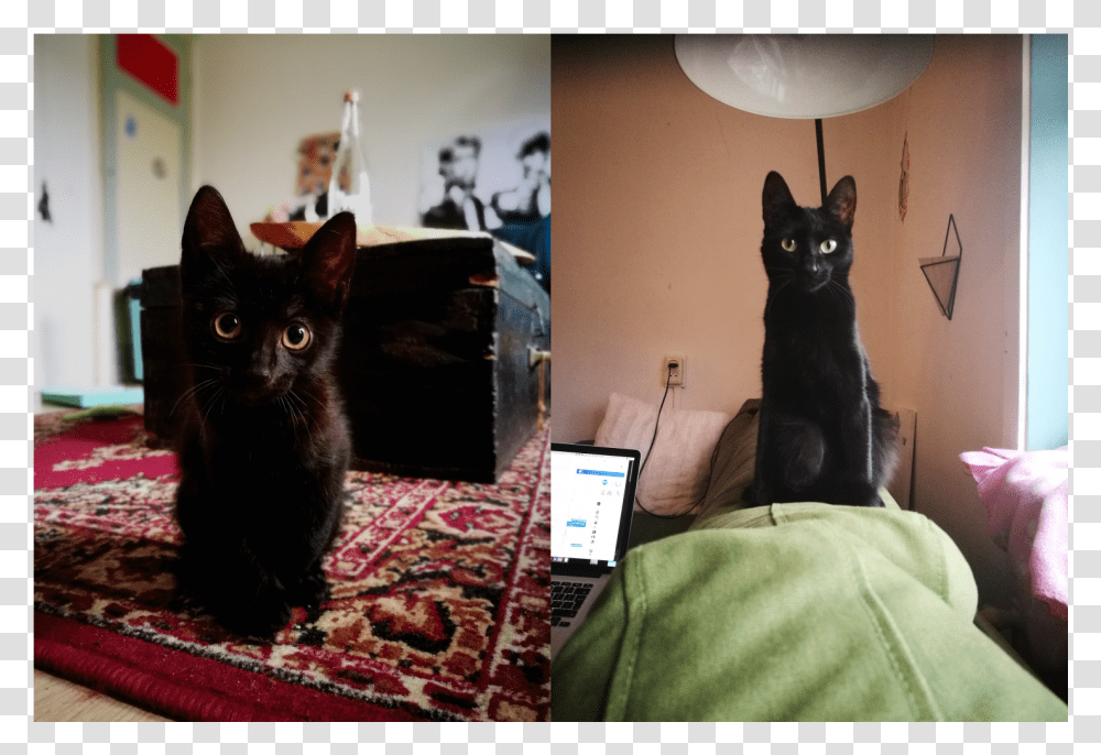 Black Cat Ears, Pet, Mammal, Animal, Manx Transparent Png