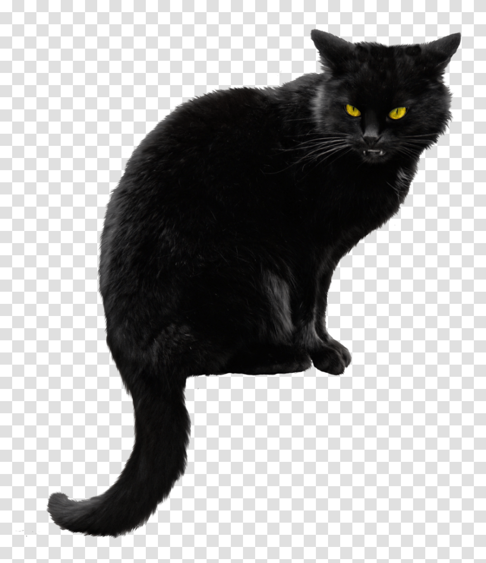 Black Cat File Black Cat, Pet, Mammal, Animal, Manx Transparent Png