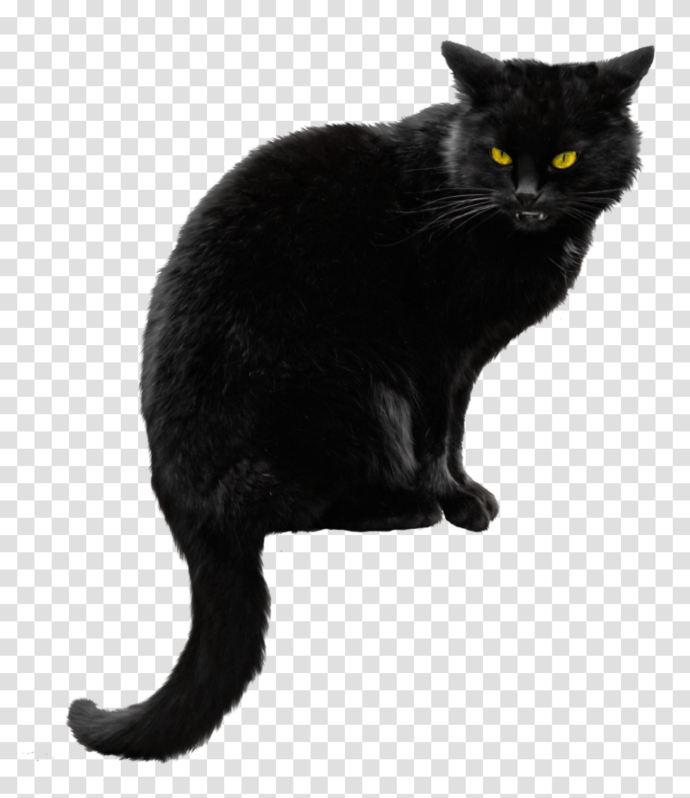 Black Cat Hd Black Cat Background, Pet, Mammal, Animal, Manx Transparent Png