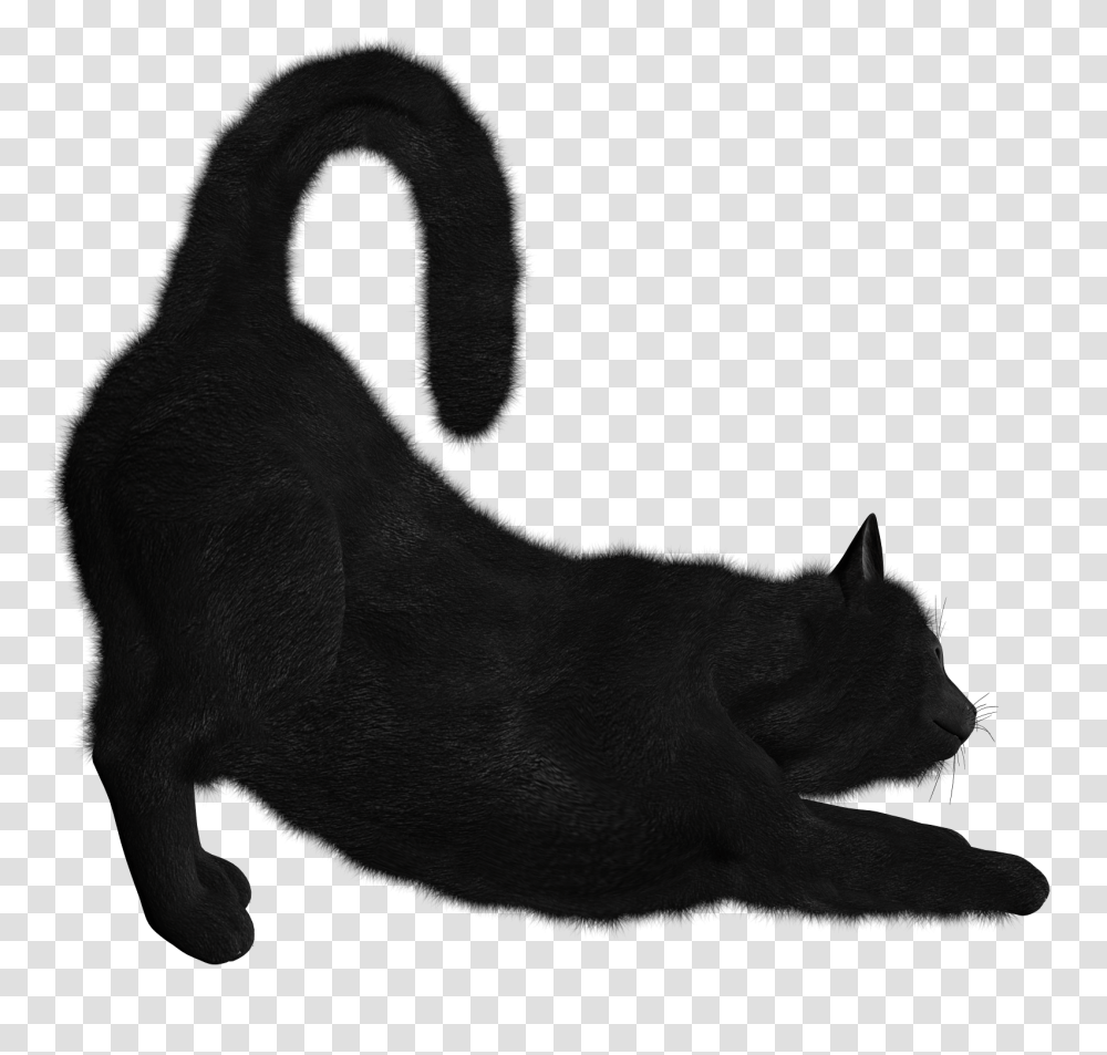 Black Cat Image, Animal, Mammal, Pet, Dog Transparent Png