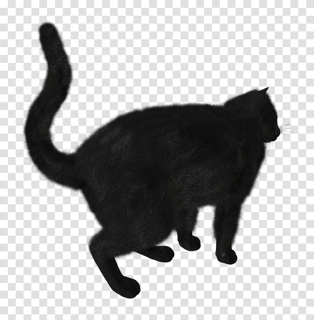 Black Cat Image, Silhouette, Animal, Bull Transparent Png