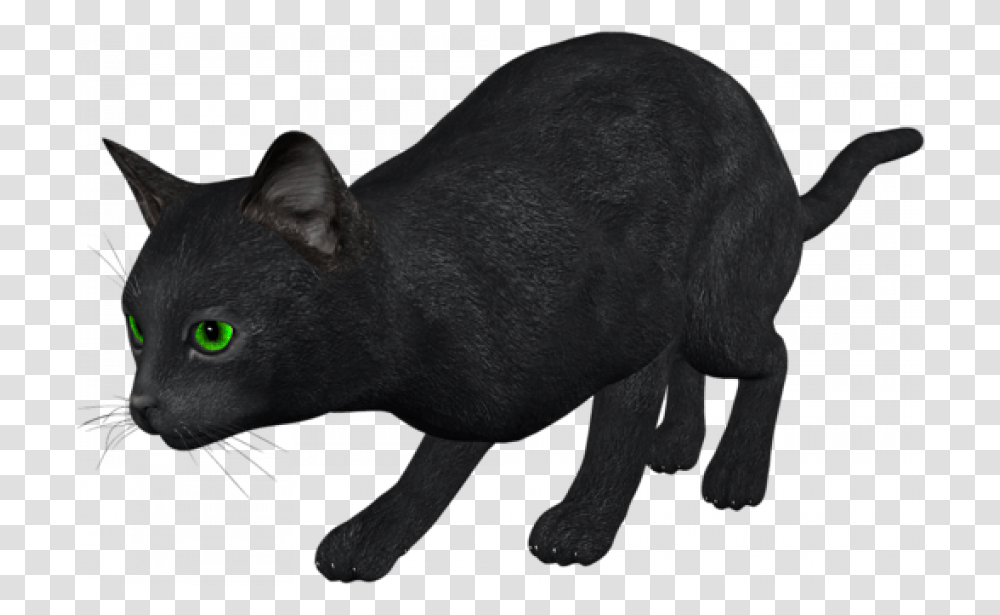 Black Cat, Mammal, Animal, Pet, Wildlife Transparent Png