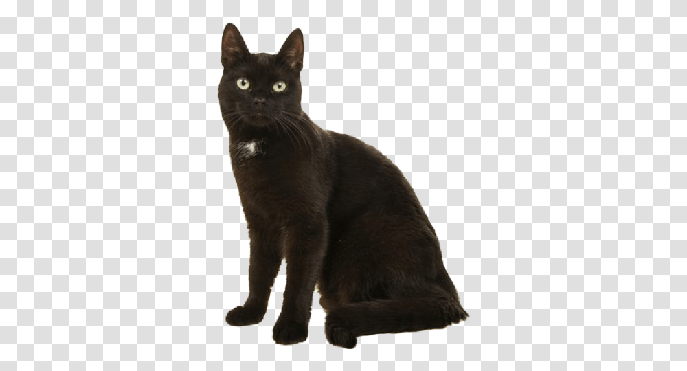 Black Cat, Pet, Mammal, Animal, Bear Transparent Png