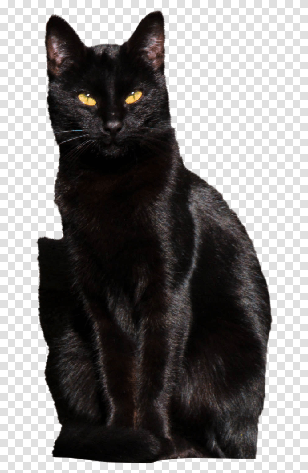 Black Cat, Pet, Mammal, Animal, Bear Transparent Png