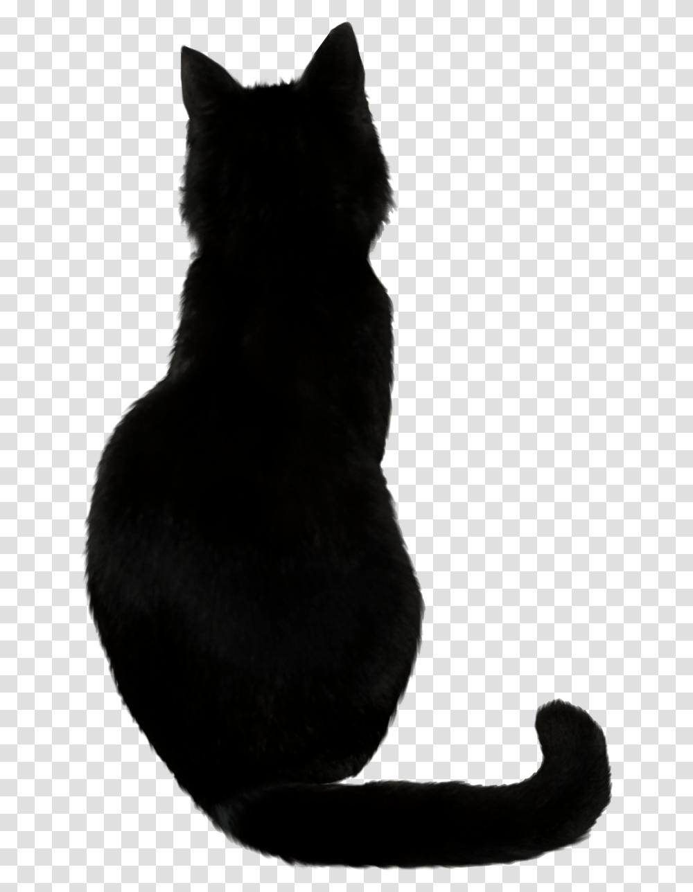 Black Cat, Pet, Mammal, Animal, Bird Transparent Png