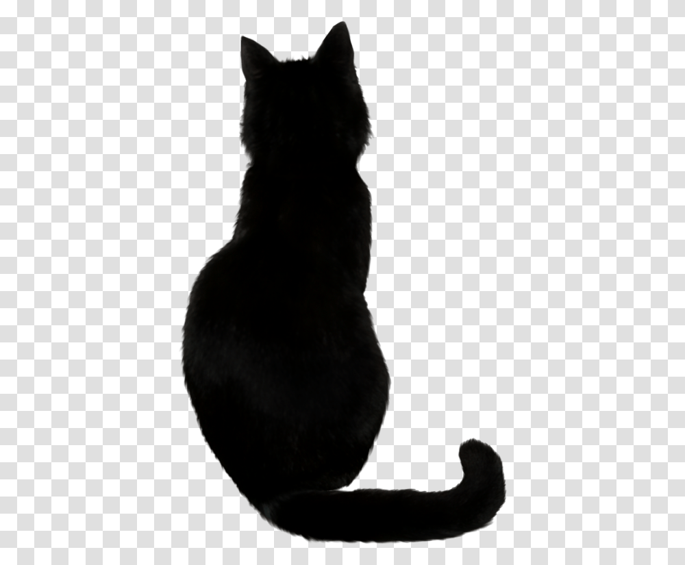 Black Cat, Pet, Mammal, Animal, Bird Transparent Png