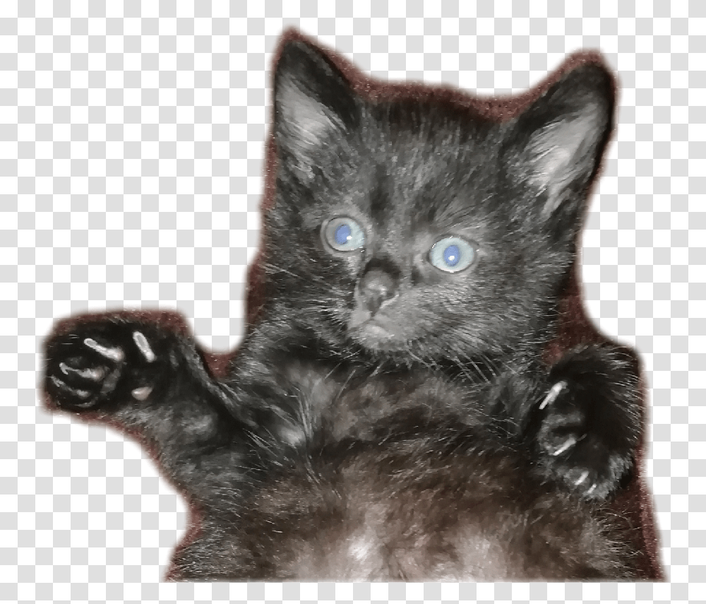 Black Cat, Pet, Mammal, Animal, Kitten Transparent Png