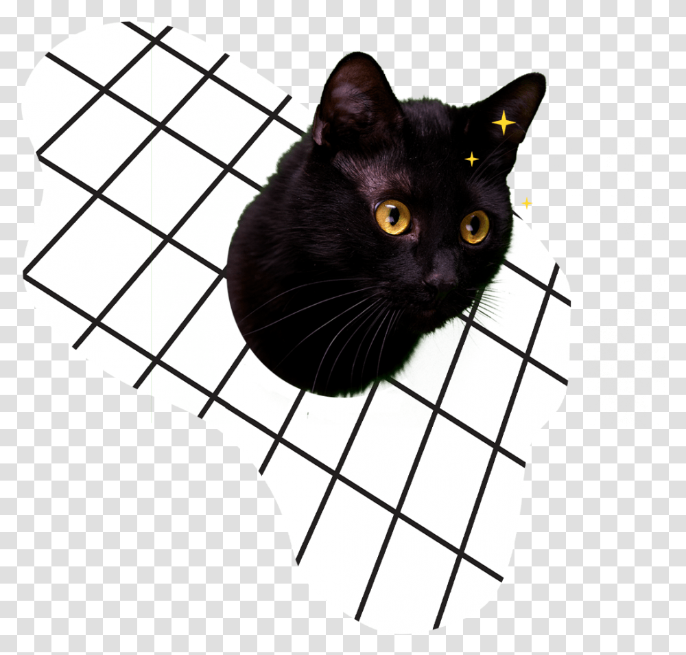Black Cat, Pet, Mammal, Animal, Manx Transparent Png