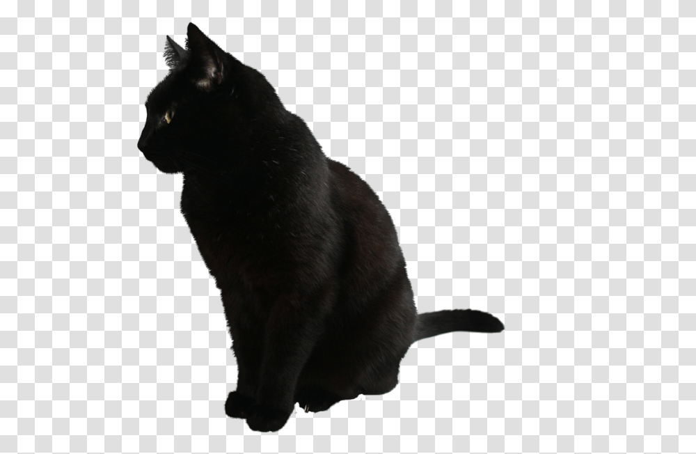 Black Cat, Pet, Mammal, Animal, Manx Transparent Png
