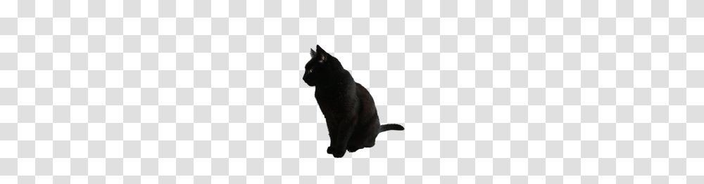 Black Cat, Pet, Mammal, Animal Transparent Png