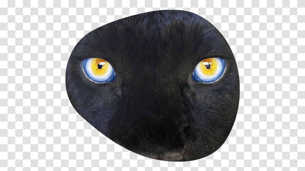 Black Cat, Pet, Mammal, Animal Transparent Png