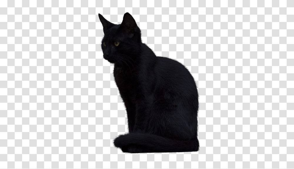 Black Cat Picture, Pet, Mammal, Animal Transparent Png