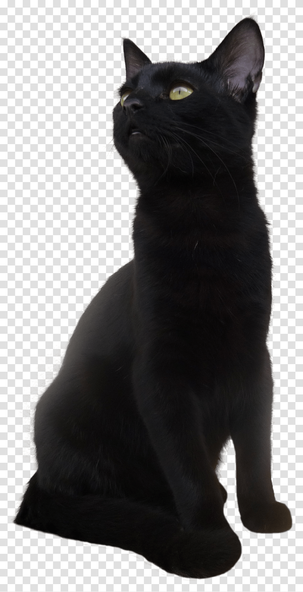 Black Cat Picture Short Hair Black Cat, Pet, Mammal, Animal, Egyptian Cat Transparent Png