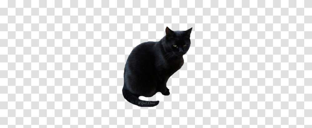 Black Cat Pictures, Pet, Mammal, Animal, Manx Transparent Png