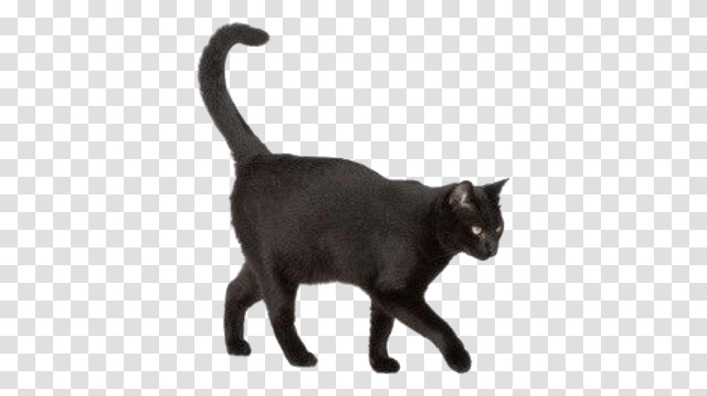 Black Cat, Pig, Mammal, Animal, Pet Transparent Png