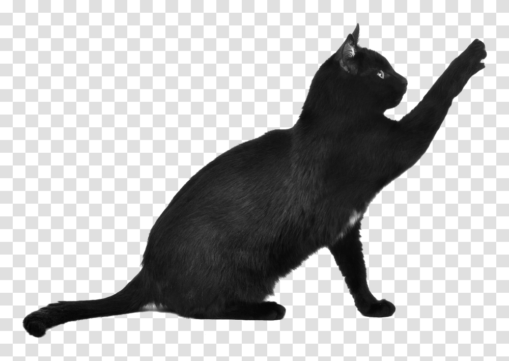 Black Cat Scratching, Kangaroo, Mammal, Animal, Wallaby Transparent Png