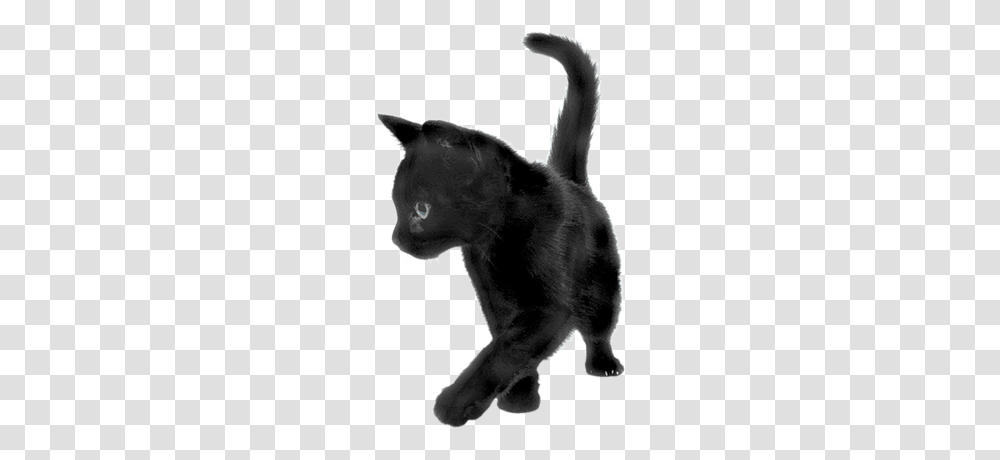 Black Cat Sideview Cat Images, Pet, Mammal, Animal Transparent Png