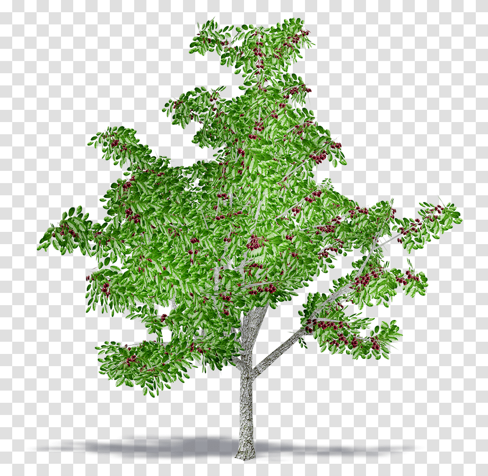 Black Cherry American Larch, Tree, Plant, Potted Plant, Vase Transparent Png