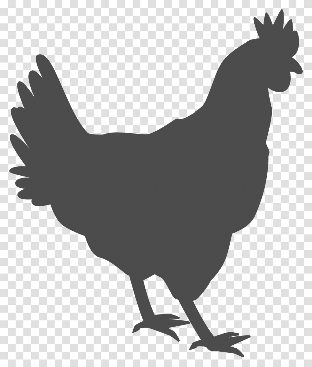 Black Chicken Outline, Hen, Poultry, Fowl, Bird Transparent Png