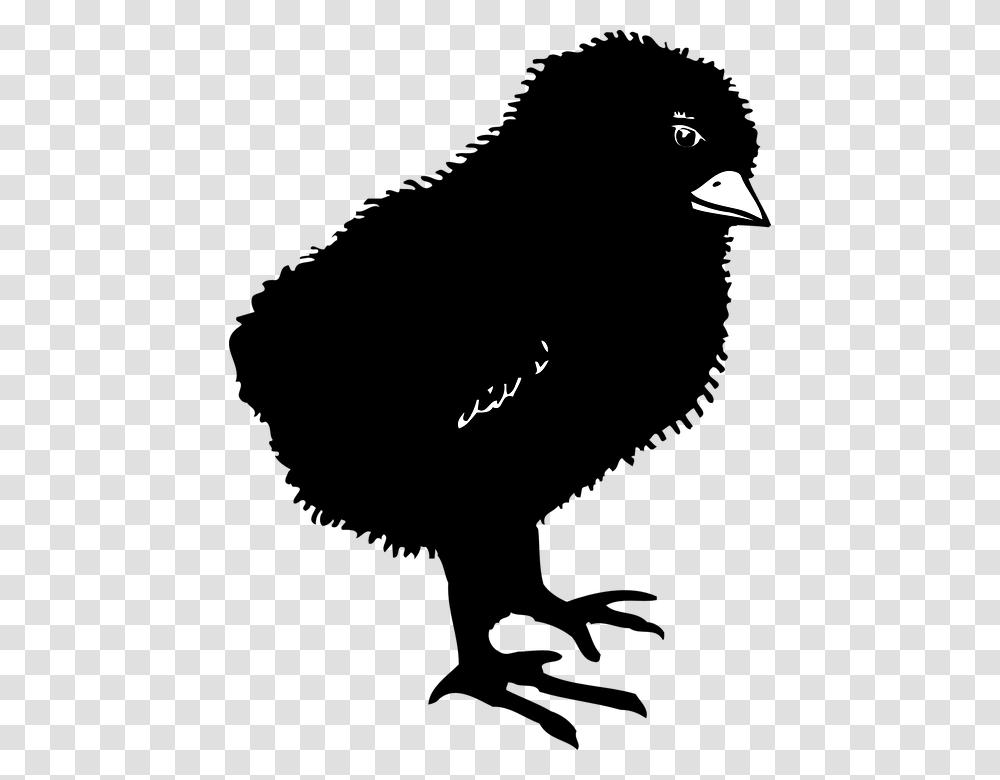 Black Chicks Bird Baby Dark Little Small Chicken Baby Chick Silhouette, Word, Alphabet, Outdoors Transparent Png