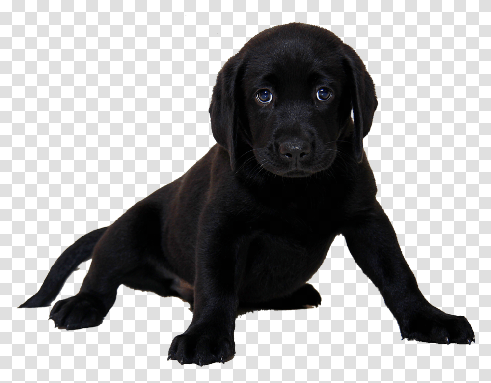 Black Chocolate Lab Puppies, Dog, Pet, Canine, Animal Transparent Png