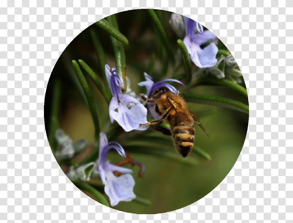 Black Circle, Honey Bee, Insect, Invertebrate, Animal Transparent Png