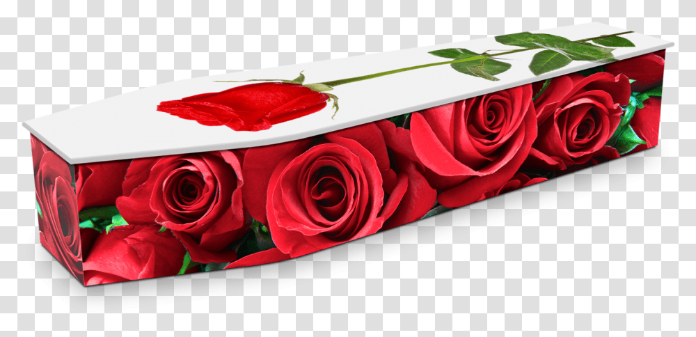 Black Coffin With Roses, Flower, Plant, Blossom, Petal Transparent Png