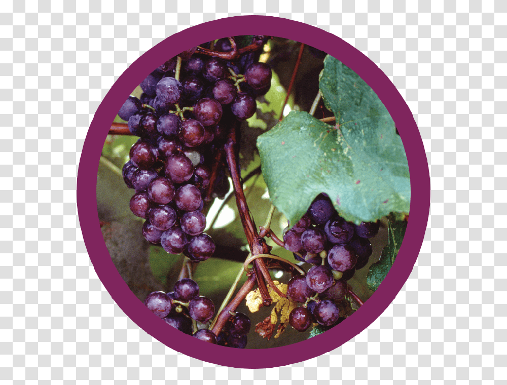 Black Corinth Grapes, Plant, Fruit, Food, Blueberry Transparent Png