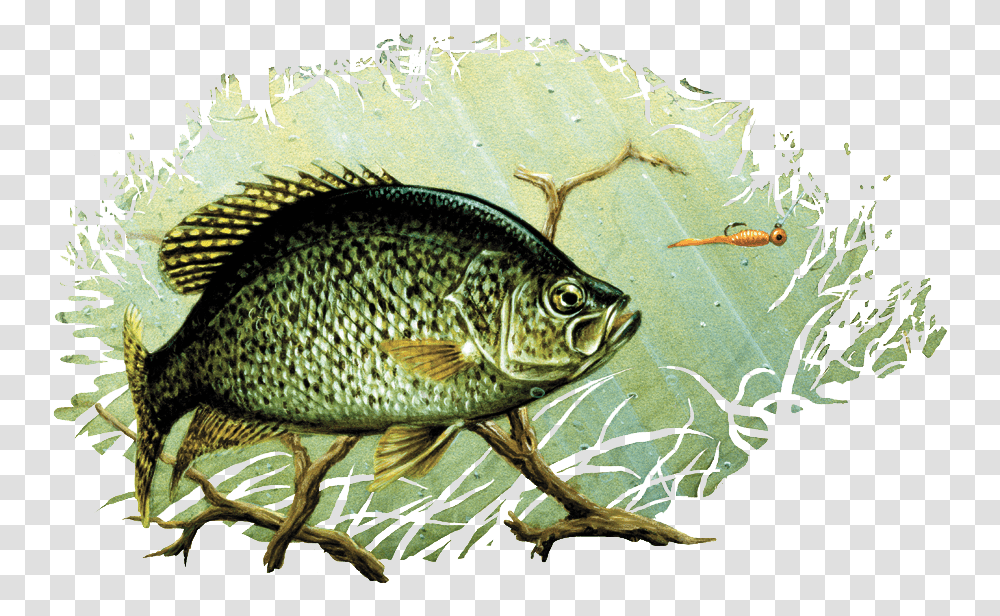 Black Crappie Drawing Painting Largemouth Bass Art Crappie Drawing, Perch, Fish Transparent Png