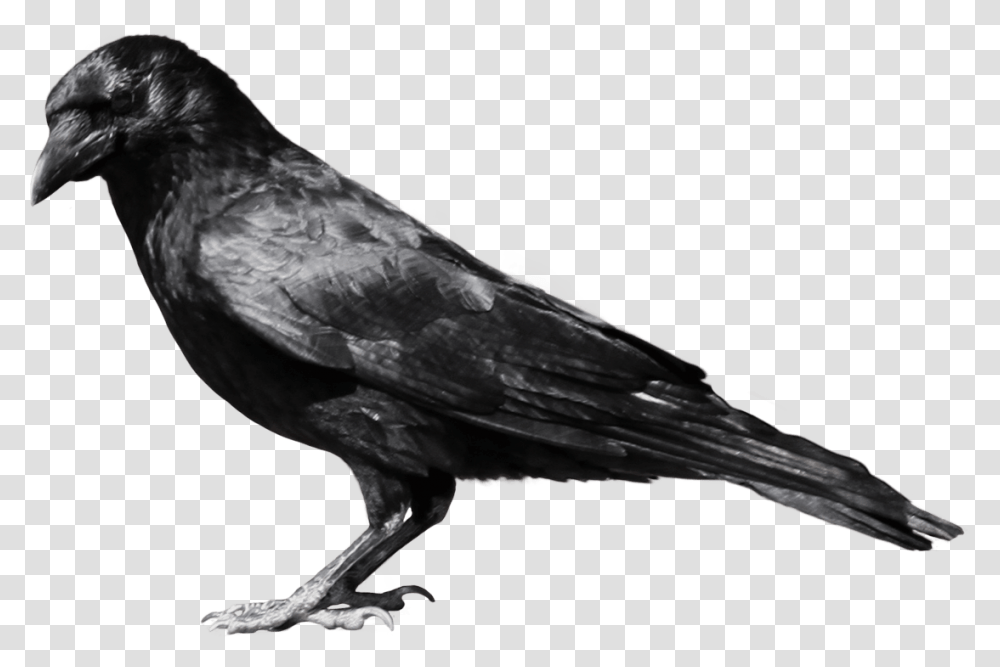 Black Crow Sideview Crow, Bird, Animal, Blackbird, Agelaius Transparent Png