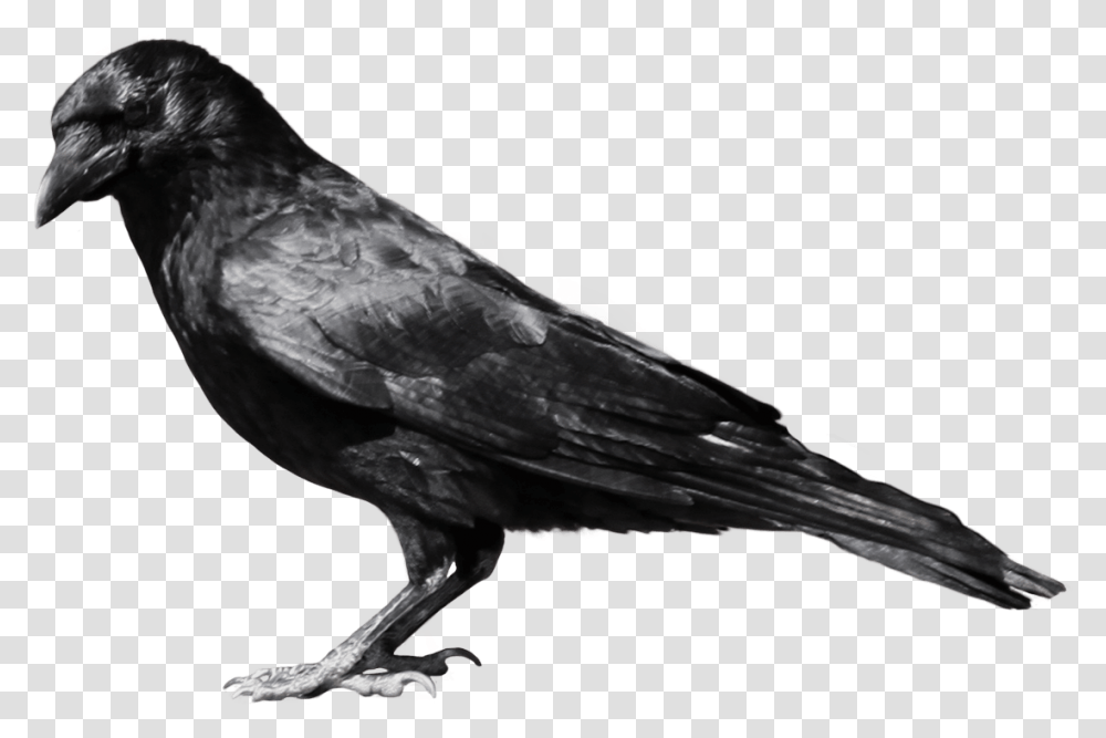 Black Crow Sideview Crow, Bird, Animal, Blackbird, Agelaius Transparent Png