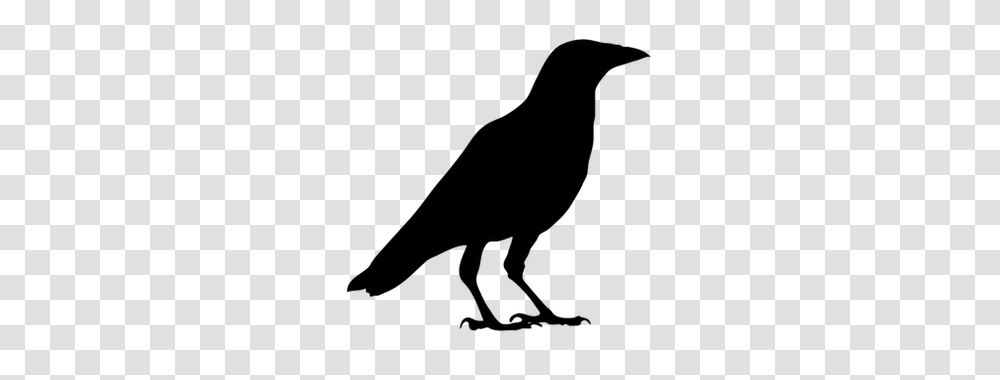 Black Crow Silhouette Clip Art Flying Bird Image, Animal, Blackbird, Agelaius, Antelope Transparent Png